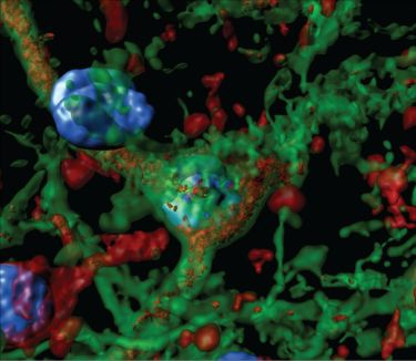 Content Dam Bow Online Articles 2019 03 Optogenetics Alcohol Addiction