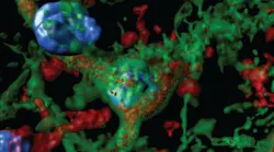 Content Dam Bow Online Articles 2019 03 Optogenetics Alcohol Addiction