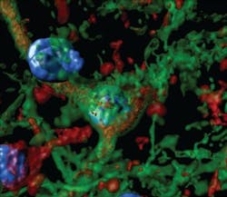 Content Dam Bow Online Articles 2019 03 Optogenetics Alcohol Addiction Content Dam Bow Online Articles 2019 03 Optogenetics Alcohol Addiction