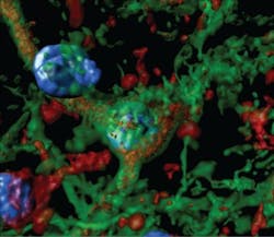 Content Dam Bow Online Articles 2019 03 Optogenetics Alcohol Addiction Content Dam Bow Online Articles 2019 03 Optogenetics Alcohol Addiction