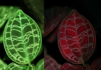 Content Dam Lfw En Articles 2014 09 Ocean Optics Names Spectroscopy Applications Contest Winners Leftcolumn Article Thumbnailimage File