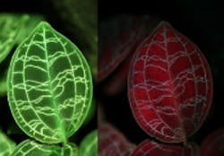 Content Dam Lfw En Articles 2014 09 Ocean Optics Names Spectroscopy Applications Contest Winners Leftcolumn Article Thumbnailimage File Content Dam Lfw En Articles 2014 09 Ocean Optics Names Spectroscopy Applications Contest Winners Leftcolumn Article Thumbnailimage File