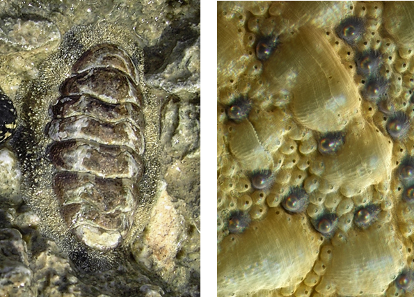 The shell of a chiton (left) when seen close up (right) shows two kinds of sensory organs that cover the shell surface. The eyes are the dark bumps with shiny centers. The exact function of other sensory organs called aesthetes (small bumps with black centers) is not yet known.