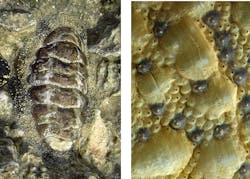 The shell of a chiton (left) when seen close up (right) shows two kinds of sensory organs that cover the shell surface. The eyes are the dark bumps with shiny centers. The exact function of other sensory organs called aesthetes (small bumps with black centers) is not yet known. The shell of a chiton (left) when seen close up (right) shows two kinds of sensory organs that cover the shell surface. The eyes are the dark bumps with shiny centers. The exact function of other sensory organs called aesthetes (small bumps with black centers) is not yet known.