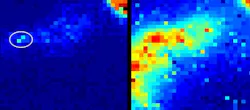 IMAGE: Using a new camera that can detect tiny traces of light through the body’s tissues, an optical endomicroscope within sheep lungs is identified (left). Using a conventional camera (right), light is scattered through the structures of the lungs and the endomicroscope cannot be located.
