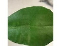 Content Dam Lfw En Articles Pt 2016 01 Laser Perforations Deliver Antibiotics To Cure Citrus Greening Leftcolumn Article Thumbnailimage File Content Dam Lfw En Articles Pt 2016 01 Laser Perforations Deliver Antibiotics To Cure Citrus Greening Leftcolumn Article Thumbnailimage File