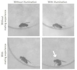 Optogenetic Stimulation Optogenetic Stimulation