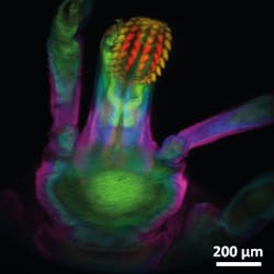 Tick Color Head Web Tick Color Head Web