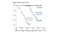 Mice who had retinal photoreceptor-binding upconversion nanoparticles (pbUCNPs, which anchor themselves to the inner and outer segments of both rods and cones) injected into their eyes showed pupil constriction when subjected to IR light at 980 nm, demonstrating that their eyes and brain had detected the IR light. In contrast, mice who had polyacrylic acid-coated upconversion nanoparticles (paaUCNPs, which did not anchor tightly to the rods and cones) injected into their eyes showed the normal visible-light pupil response, but no IR response.