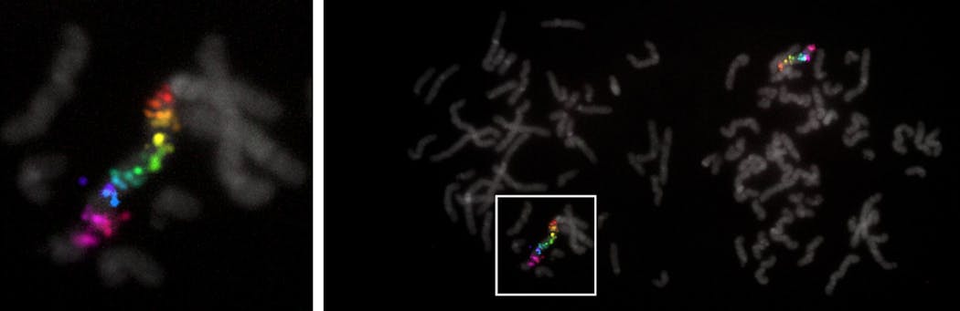 Saber Fish X Chromosome