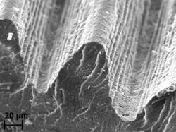 Leaf Riblet Web Leaf Riblet Web