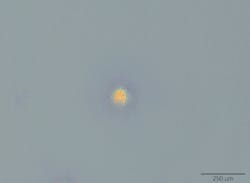 FIGURE 3. This damage, acquired at a 532 nm wavelength, is in the form of a defect cluster. FIGURE 3. This damage, acquired at a 532 nm wavelength, is in the form of a defect cluster.