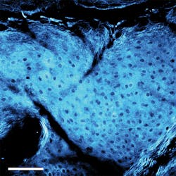 1907 Lfw09 12 Nb 3 5d3752d6631e6 1907 Lfw09 12 Nb 3 5d3752d6631e6