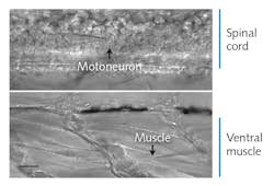FIGURE 1. The transparent zebrafish embryo enables paired patch clamp measurements of spinal neurons and locomotory muscle cells. Two chevron-shaped repetitive segments of tail muscle are shown. The two patch clamp recording electrodes are shown for an individual motoneuron and muscle cell. Only one electrode is visible in the field because placement of the electrodes during formation of whole-cell recording mode is done under very high magnification. FIGURE 1. The transparent zebrafish embryo enables paired patch clamp measurements of spinal neurons and locomotory muscle cells. Two chevron-shaped repetitive segments of tail muscle are shown. The two patch clamp recording electrodes are shown for an individual motoneuron and muscle cell. Only one electrode is visible in the field because placement of the electrodes during formation of whole-cell recording mode is done under very high magnification.