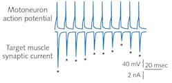 FIGURE 4. Sample recordings from the motoneuron and target muscle cell, where the motoneuron is stimulated at 100 Hz with the associated action potential recorded. The resultant transmitter-induced synaptic current in response to each motoneuron action potential is shown, and the star indicates timing of the stimulus.