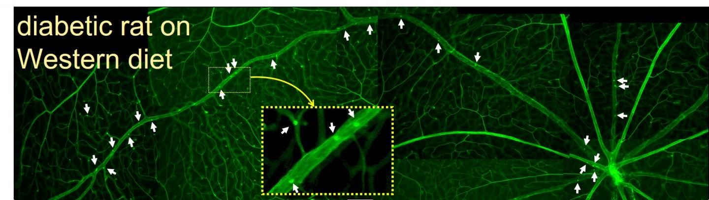 205302 Web 5d24cb23af3fa