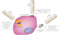 FIGURE 2. In photobiomodulation therapy, three mechanisms at discrete cellular sites have been identified for their interactions with photoreceptive targets. While an individual mechanism appears to dominate specific therapeutic applications (performance, analgesic versus regenerative), it is increasingly evident there is significant crosstalk amongst them in individual clinical scenarios. FIGURE 2. In photobiomodulation therapy, three mechanisms at discrete cellular sites have been identified for their interactions with photoreceptive targets. While an individual mechanism appears to dominate specific therapeutic applications (performance, analgesic versus regenerative), it is increasingly evident there is significant crosstalk amongst them in individual clinical scenarios.