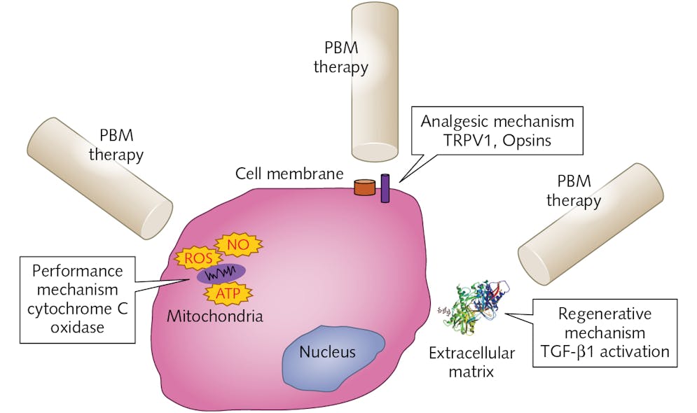FIGURE 2. In photobiomodulation therapy, three mechanisms at discrete cellular sites have been identified for their interactions with photoreceptive targets. While an individual mechanism appears to dominate specific therapeutic applications (performance, analgesic versus regenerative), it is increasingly evident there is significant crosstalk amongst them in individual clinical scenarios.