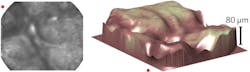FIGURE 3. A 2D image of autofluorescence from the skin on back of the author's thumb (left) and reconstructed 3D surface profile using optical fiber bundle light field imaging (right) are shown; the red dots indicate corresponding points in the 2D and 3D visualizations to orient the reader. FIGURE 3. A 2D image of autofluorescence from the skin on back of the author's thumb (left) and reconstructed 3D surface profile using optical fiber bundle light field imaging (right) are shown; the red dots indicate corresponding points in the 2D and 3D visualizations to orient the reader.