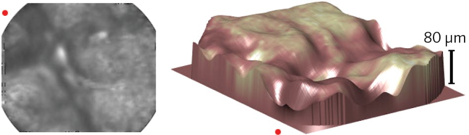 FIGURE 3. A 2D image of autofluorescence from the skin on back of the author&apos;s thumb (left) and reconstructed 3D surface profile using optical fiber bundle light field imaging (right) are shown; the red dots indicate corresponding points in the 2D and 3D visualizations to orient the reader.