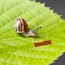 When illuminated with laser light, a liquid-crystal elastomer robot (inset) about 1 cm long crawls up walls and across ceilings just like the banded snail sitting next to it. When illuminated with laser light, a liquid-crystal elastomer robot (inset) about 1 cm long crawls up walls and across ceilings just like the banded snail sitting next to it.
