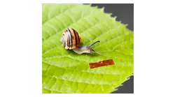When illuminated with laser light, a liquid-crystal elastomer robot (inset) about 1 cm long crawls up walls and across ceilings just like the banded snail sitting next to it.