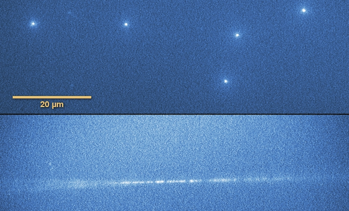 Tracks of heavy ions 'imprinted' in lithium fluoride crystals. At the top, spot tracks observed under a fluorescence microscope in plates perpendicular to the heavy ion beam. At the bottom, the ion tracks in the parallel oriented plate (the blurring at both ends of the trace is an artifact of the depth of focus of the microscope). False colors.