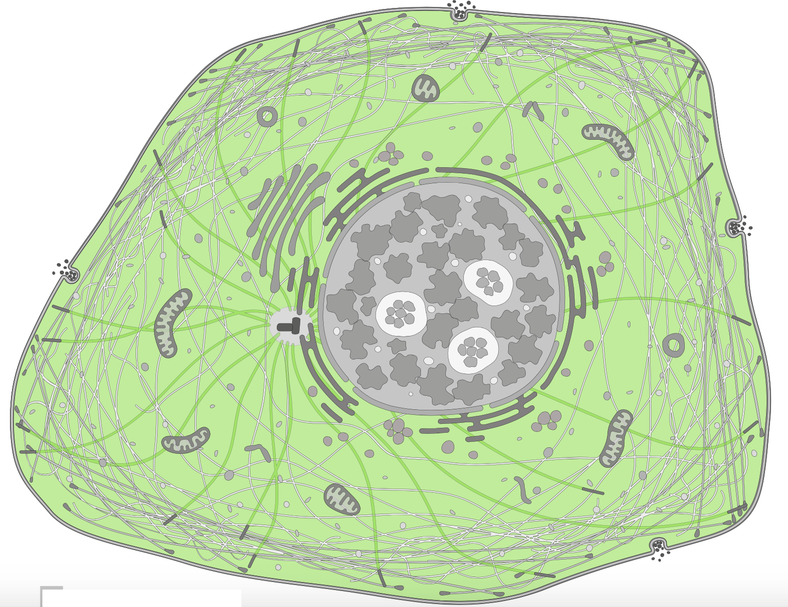 This Cell Atlas diagram allows interactive investigation, and it&rsquo;s backed by a database for exploring details of individual genes and proteins, as well as systematically analyzing transcriptomes and proteomes in broader contexts. (See https://www.proteinatlas.org/about/licence)