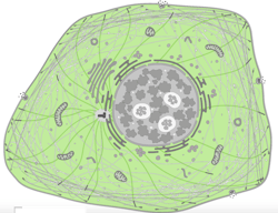 This Cell Atlas diagram allows interactive investigation, and it’s backed by a database for exploring details of individual genes and proteins, as well as systematically analyzing transcriptomes and proteomes in broader contexts. (See https://www.proteinatlas.org/about/licence) This Cell Atlas diagram allows interactive investigation, and it’s backed by a database for exploring details of individual genes and proteins, as well as systematically analyzing transcriptomes and proteomes in broader contexts. (See https://www.proteinatlas.org/about/licence)