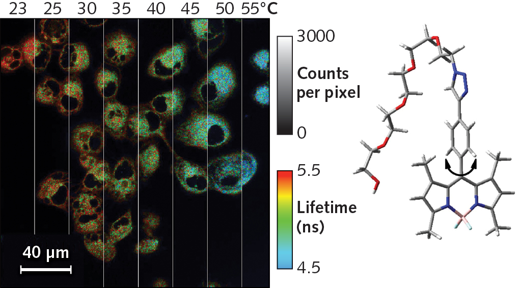 Fluorescence Imaging Fluorescence lifetime imaging measures