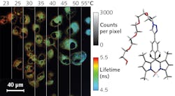 Fluorescence-lifetime imaging with a new molecular probe provides insight into temperature variations across a cell culture. Lifetime imaging is largely decoupled from fluorophore concentration, pH, and viscosity, providing temperature measurement accurate to better than 0.5°C. The structure of the oscillatory molecular probe is shown on the right. Fluorescence-lifetime imaging with a new molecular probe provides insight into temperature variations across a cell culture. Lifetime imaging is largely decoupled from fluorophore concentration, pH, and viscosity, providing temperature measurement accurate to better than 0.5°C. The structure of the oscillatory molecular probe is shown on the right.