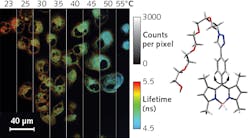 Fluorescence-lifetime imaging with a new molecular probe provides insight into temperature variations across a cell culture. Lifetime imaging is largely decoupled from fluorophore concentration, pH, and viscosity, providing temperature measurement accurate to better than 0.5°C. The structure of the oscillatory molecular probe is shown on the right. Fluorescence-lifetime imaging with a new molecular probe provides insight into temperature variations across a cell culture. Lifetime imaging is largely decoupled from fluorophore concentration, pH, and viscosity, providing temperature measurement accurate to better than 0.5°C. The structure of the oscillatory molecular probe is shown on the right.