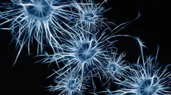 Neurons 1773922 1920