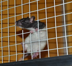 Rat 822288 1920 5da09043a1fcb Rat 822288 1920 5da09043a1fcb