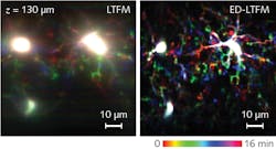Deep imaging of biological dynamics in vivo with ED-LTFM. Temporal color-coded maximum-intensity-projection sequences of microglia cells along 30-&mu;m-thick image stack acquired with conventional LTFM (a) and ED-LTFM (b).