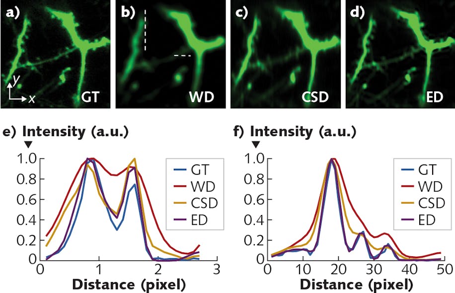 FIGURE 3. Numerical simulations enable comparison of extended detection with other temporal focusing imaging techniques, showing a ground truth (GT) image of neural structures (a); images produced by wide-field detection (WD), confocal-slit detection (CSD), and the proposed extended detection (ED), respectively (b-d); and x- and y-axis intensity profiles along dash lines in (b)&mdash;the simulation shows that WD produces blur on both axes (e-f). While CSD can reduce blur along the x-axis, it fails to preserve fine structure detail along the y-axis. By contrast, ED can recover details in both directions.