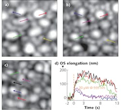 FIGURE 1. images simultaneously acquired from the AO-SLO-OCT system developed by Mehdi Azimipour and his colleagues at the UC Davis show how the higher spatial resolution of SLO distinguishes rods from cones; OCT then quantifies the individual photoreceptor response.