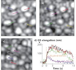 FIGURE 1. images simultaneously acquired from the AO-SLO-OCT system developed by Mehdi Azimipour and his colleagues at the UC Davis show how the higher spatial resolution of SLO distinguishes rods from cones; OCT then quantifies the individual photoreceptor response. FIGURE 1. images simultaneously acquired from the AO-SLO-OCT system developed by Mehdi Azimipour and his colleagues at the UC Davis show how the higher spatial resolution of SLO distinguishes rods from cones; OCT then quantifies the individual photoreceptor response.