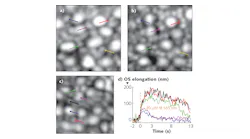 FIGURE 1. images simultaneously acquired from the AO-SLO-OCT system developed by Mehdi Azimipour and his colleagues at the UC Davis show how the higher spatial resolution of SLO distinguishes rods from cones; OCT then quantifies the individual photoreceptor response.