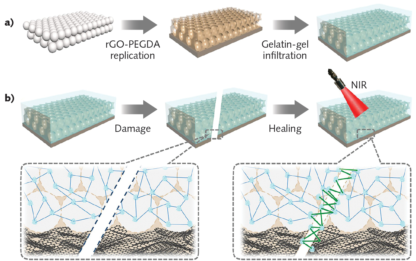A healable hydrogel supports liver cell growth; when grown in a photonic-crystal scaffold, the color can indicate specific drug protocols, helping to screen various cancer treatments.