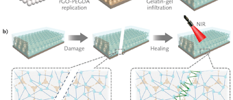 A healable hydrogel supports liver cell growth; when grown in a photonic-crystal scaffold, the color can indicate specific drug protocols, helping to screen various cancer treatments.