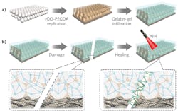 A healable hydrogel supports liver cell growth; when grown in a photonic-crystal scaffold, the color can indicate specific drug protocols, helping to screen various cancer treatments. A healable hydrogel supports liver cell growth; when grown in a photonic-crystal scaffold, the color can indicate specific drug protocols, helping to screen various cancer treatments.