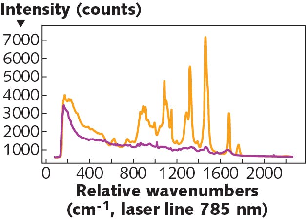 FIGURE 1. Raman spectra of lipid-rich fat tissue (orange) and protein-rich muscle tissue (purple); the broadband, autofluorescence background is clearly visible in both spectra, each of which was collected using a similar acquisition time.
