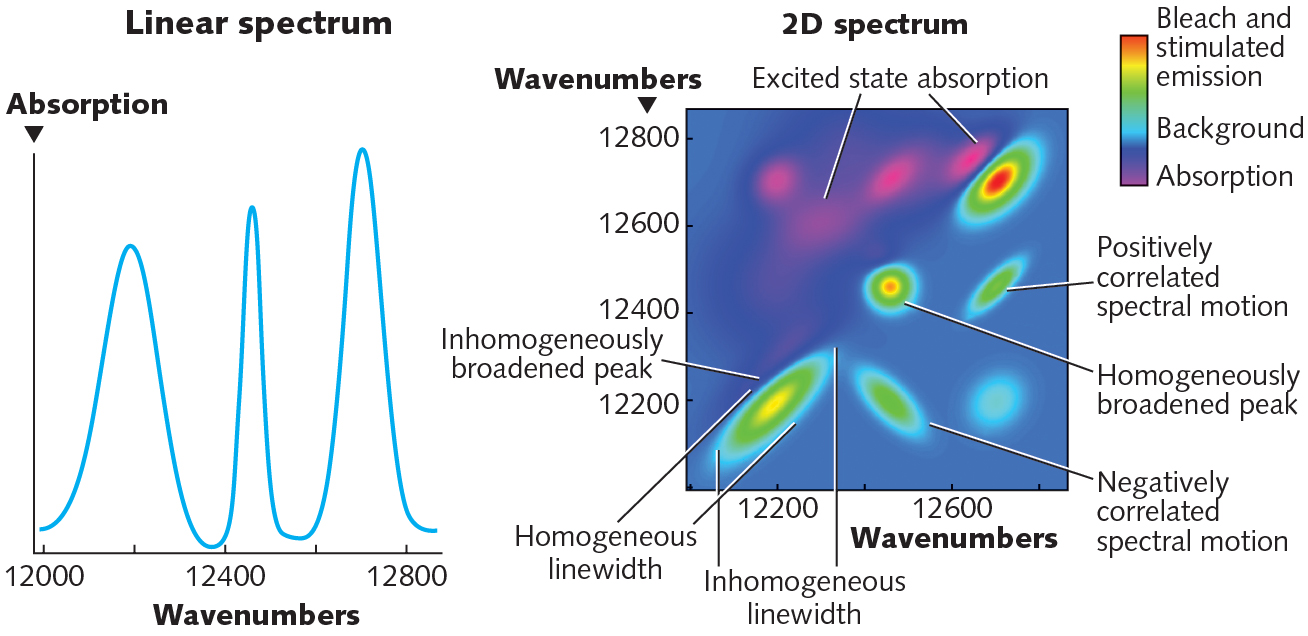 FIGURE 1. A 2D electronic spectrum contains many different types of information.