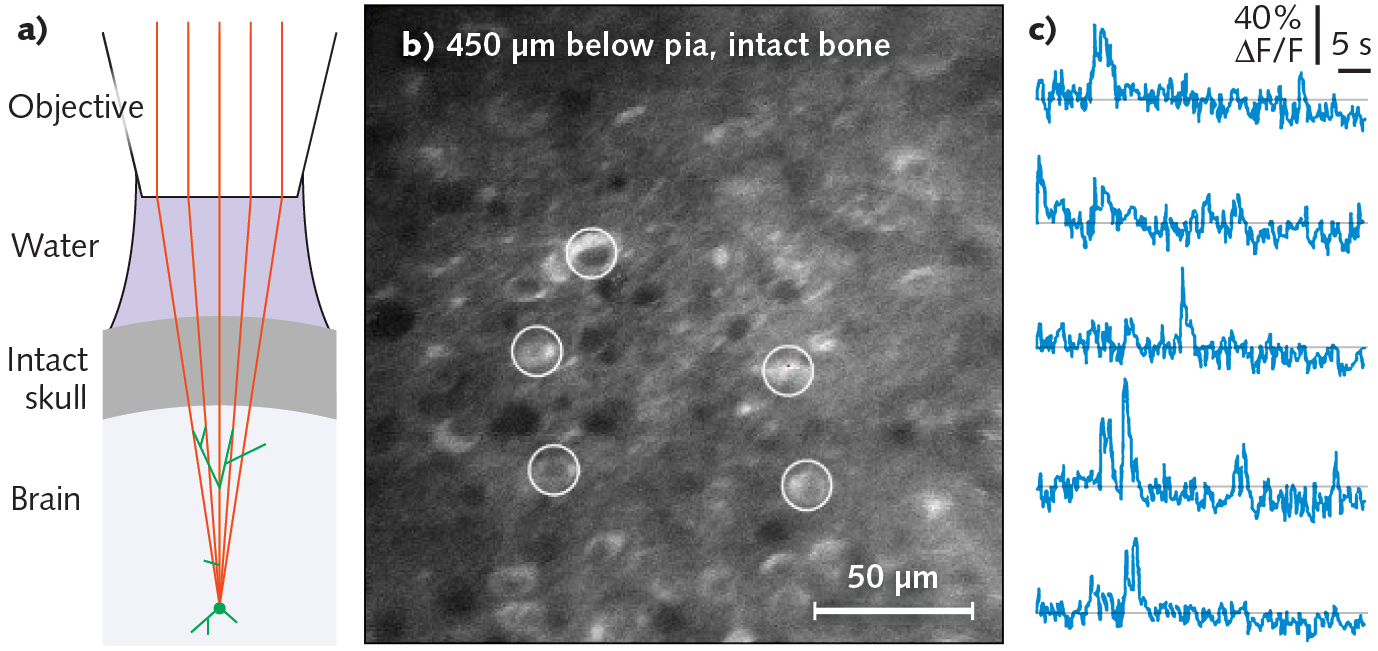 FIGURE 2. Calcium imaging is done through an intact mouse skull, where (a) shows a schematic of preparation without acrylic or coverslip, (b) shows temporal mean projection from a Emx1-IRES-Cre;CaMk2a-tTA;Ai94 mouse (10 Hz frame rate, 3P excitation at 1300 nm through intact skull, ~300 &micro;m thick, microscope focused 450 &micro;m below pia.), and (c) spontaneous calcium transients from GCaMP-expressing somata (circles in panel [b]).