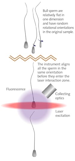 FIGURE 1. A major challenge with sorting bull sperm is their lack of cylindrical symmetry; most commercial instruments are configured for counting and/or sorting spherical objects. FIGURE 1. A major challenge with sorting bull sperm is their lack of cylindrical symmetry; most commercial instruments are configured for counting and/or sorting spherical objects.