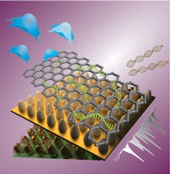 A new large-scale nanoarray demonstrates the ability to use electromagnetically and chemically enhanced Raman signals to quantify neural stem-cell differentiation. A new large-scale nanoarray demonstrates the ability to use electromagnetically and chemically enhanced Raman signals to quantify neural stem-cell differentiation.