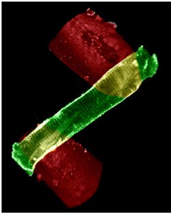 A heart cell, labeled with the membrane staining dye Di-8-ANEPPS (green), attached to MyoTak biological adhesive (red). Di-8 labels the sarcolemmal and t-tubule membranes of the heart cell, while the adhesive coats two glass micro-rods (not seen), which are used to attach and stretch single heart cells. A heart cell, labeled with the membrane staining dye Di-8-ANEPPS (green), attached to MyoTak biological adhesive (red). Di-8 labels the sarcolemmal and t-tubule membranes of the heart cell, while the adhesive coats two glass micro-rods (not seen), which are used to attach and stretch single heart cells.