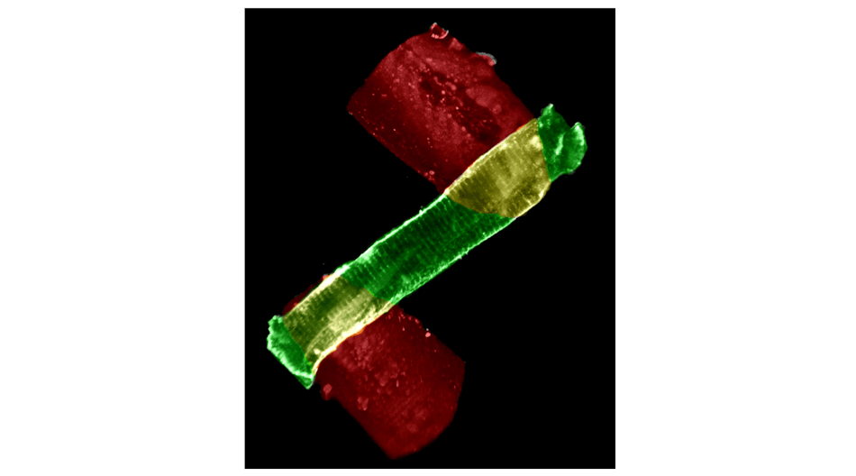 A heart cell, labeled with the membrane staining dye Di-8-ANEPPS (green), attached to MyoTak biological adhesive (red). Di-8 labels the sarcolemmal and t-tubule membranes of the heart cell, while the adhesive coats two glass micro-rods (not seen), which are used to attach and stretch single heart cells.