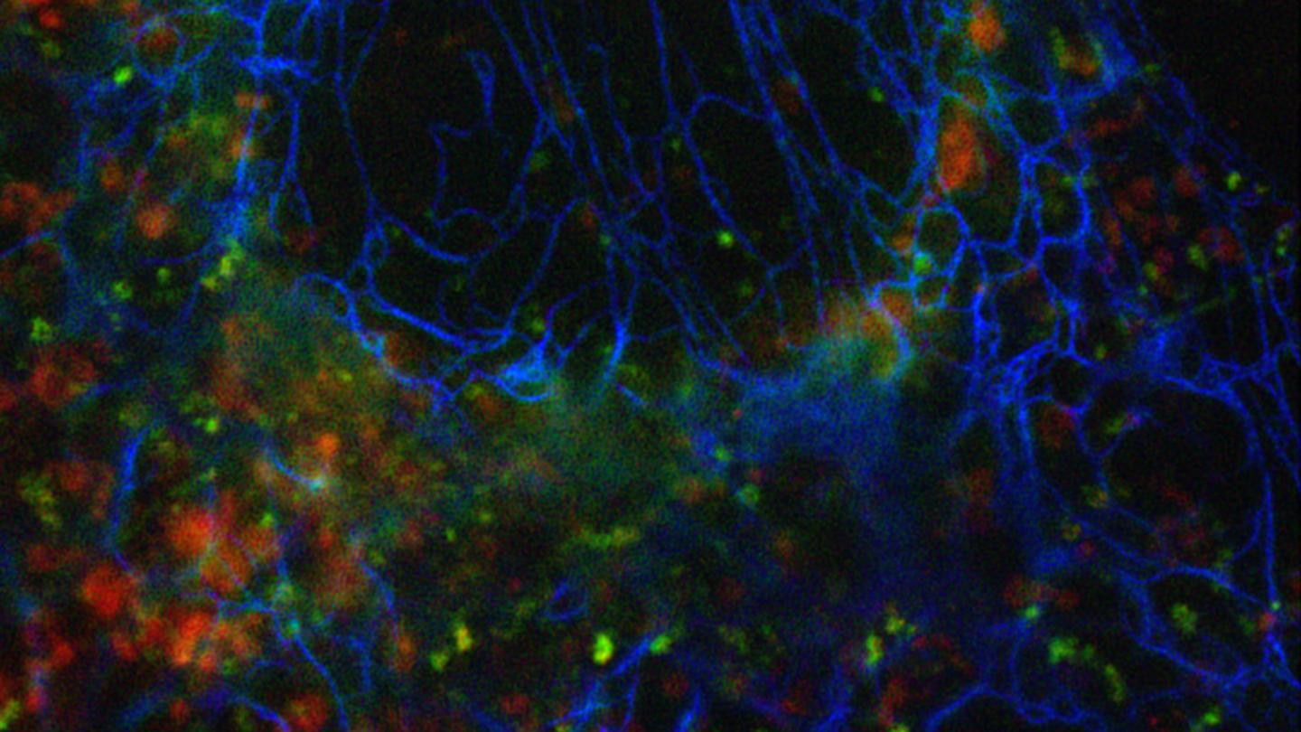 Multicolor SOFI live-cell imaging of COS-7 cells (a cell line used to study viruses) results in a red-green-blue (RGB) composite image of SOFI images composed of Mitotracker Deep Red FM stained mitochondria (red), accumulated wheat-germ agglutinin-AbberiorFlip565 labeling (green), and Vimentin-Dreiklang fluorescent protein expression (blue).